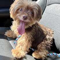 Thumbnail photo of Twinky #1