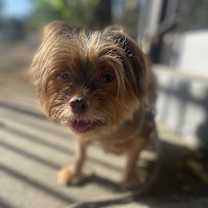 Thumbnail photo of Twinky #3