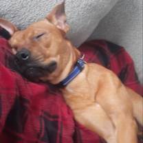 Thumbnail photo of Rooney #1