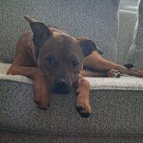 Thumbnail photo of Rooney #3