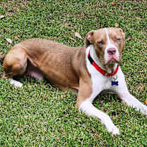 Thumbnail photo of Gus #2