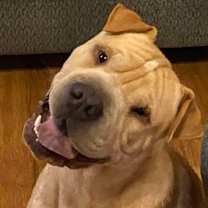 Thumbnail photo of Ruckus #1