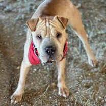 Thumbnail photo of Ruckus #3