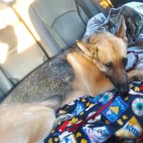 Thumbnail photo of Willow #2