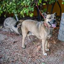 Thumbnail photo of Gigi #1