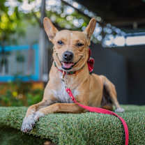 Thumbnail photo of Dolly #1
