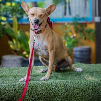 Thumbnail photo of Dolly #2