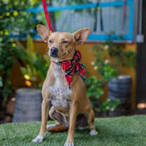 Thumbnail photo of Dolly #3