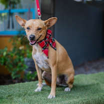 Thumbnail photo of Dolly #4