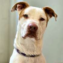 Thumbnail photo of Romper/ Casper #1