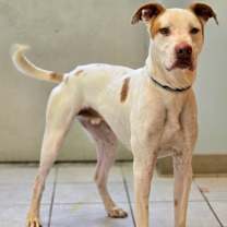 Thumbnail photo of Romper/ Casper #3