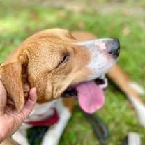 Thumbnail photo of Porkchop #2