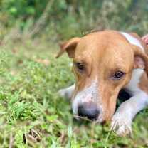 Thumbnail photo of Porkchop #3