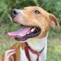 Thumbnail photo of Porkchop #4