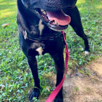 Thumbnail photo of Ginger (aka Boss Mama) #3