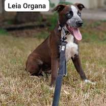 Thumbnail photo of Leia #1