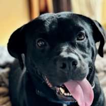 Thumbnail photo of Gio (CP) #1