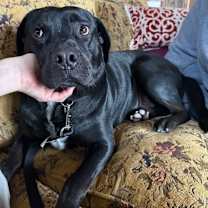 Thumbnail photo of Gio (CP) #3