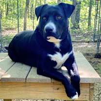 Thumbnail photo of HUNTER #1