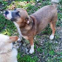 Thumbnail photo of Meeka #2