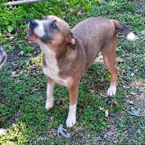 Thumbnail photo of Meeka #3
