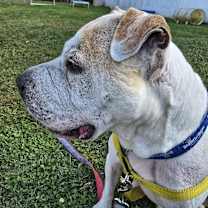 Thumbnail photo of Hank #4