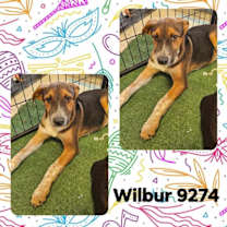 Thumbnail photo of Wilbur #2