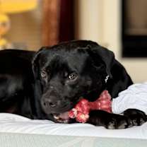 Thumbnail photo of Gio (CP) #4