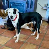 adopt-pet