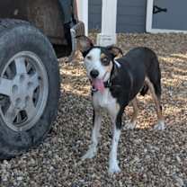 Thumbnail photo of Blue #1