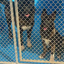 Thumbnail photo of Akita Mom & Pup #1