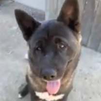 Thumbnail photo of Akita Mom & Pup #2