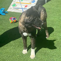 Thumbnail photo of Akita Mom & Pup #3