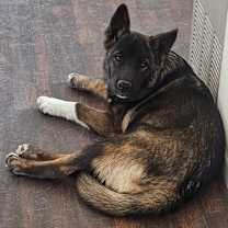 Thumbnail photo of Akita Mom & Pup #4