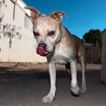 Thumbnail photo of Arya #4