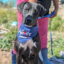 Thumbnail photo of Pancho #1