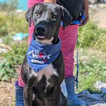 Thumbnail photo of Pancho #3