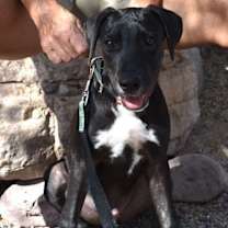 Thumbnail photo of Pancho #4