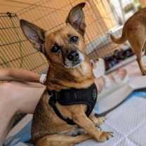 Thumbnail photo of Jasper #1