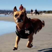 Thumbnail photo of Jasper #3