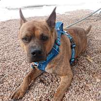 Thumbnail photo of FRANKO #2