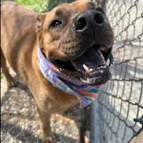 Thumbnail photo of FRANKO #4