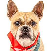 Thumbnail photo of Bella #1