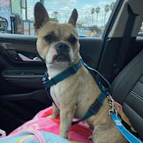 Thumbnail photo of Bella #2