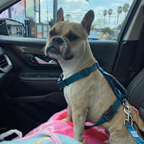 Thumbnail photo of Bella #3