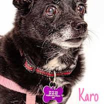 Thumbnail photo of Karo #1