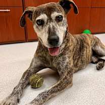 Thumbnail photo of 175036 Draco #1