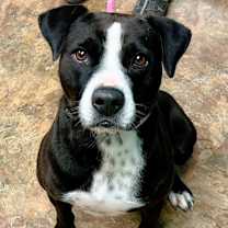 Thumbnail photo of Dingo #2