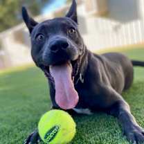 Thumbnail photo of Lightning #1