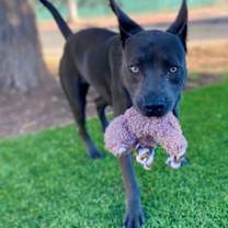 Thumbnail photo of Lightning #2